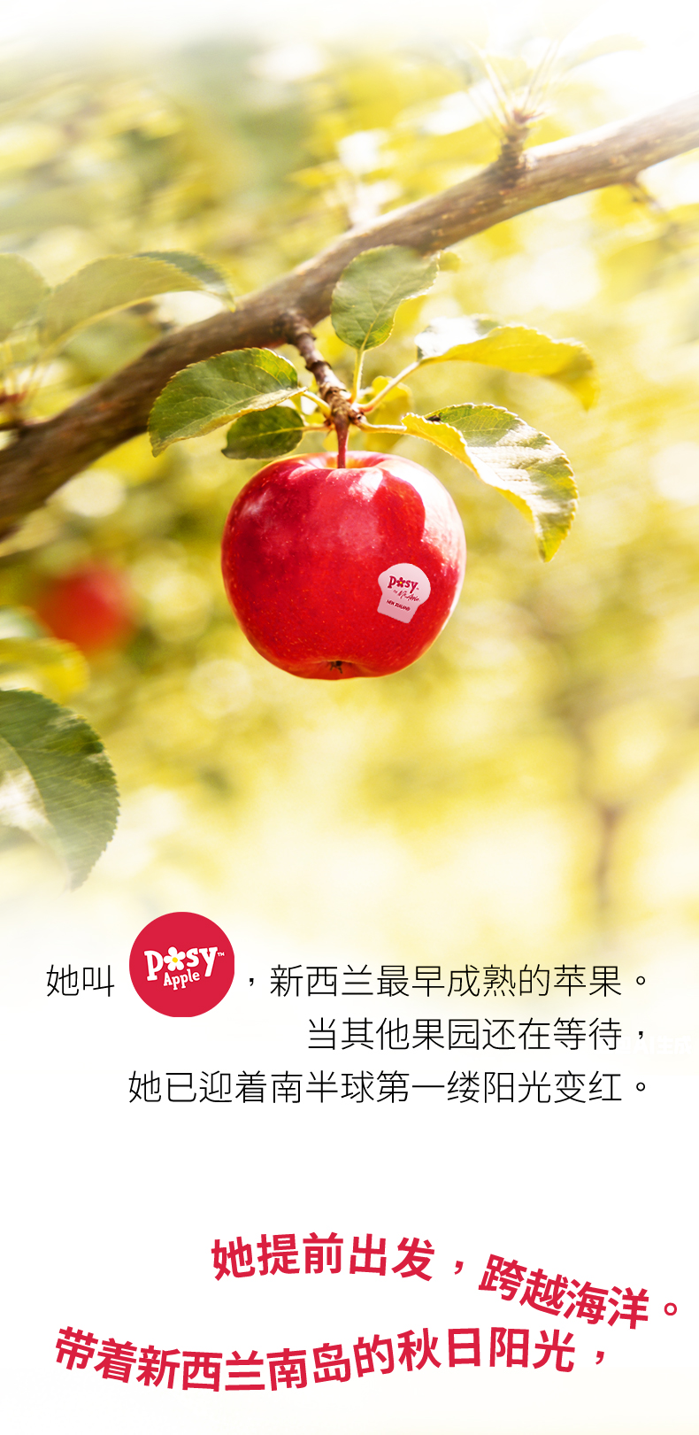 新西兰苹果_02.jpg